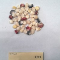 CIMMYTMA 3701 - Reference Inventory.jpg