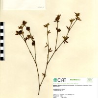 10434 herbarium