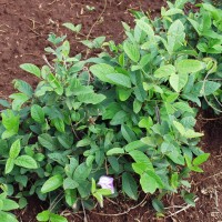 Centrosema molle 136.JPG