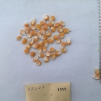 CIMMYTMA 1355 - Reference Inventory.jpg