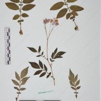 CIP 760030_OCH S86_02.jpg