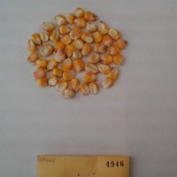 CIMMYTMA 4946 - Reference Inventory.jpg