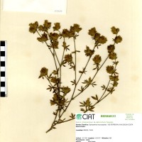 10426 herbarium
