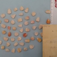 CIMMYTMA 5763 - Reference Inventory.jpg