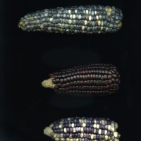 CIMMYTMA 90 PUEB 211 BA21U-2903-187 E _compress.jpg