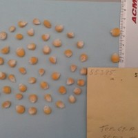 CIMMYTMA 5539 - Reference Inventory.jpg