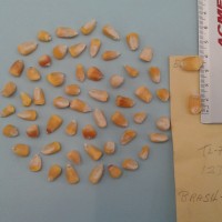 CIMMYTMA 5506 - Reference Inventory.jpg