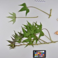 CIP 400059 (full plant).jpg