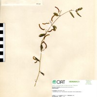 21168 herbarium