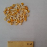 CIMMYTMA 4956 - Reference Inventory.jpg