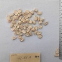 CIMMYTMA 450 - Reference Inventory.jpg