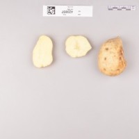 CIP 420897 (root).jpg