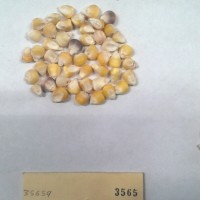 CIMMYTMA 3565 - Reference Inventory.jpg