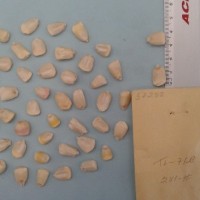 CIMMYTMA 5728 - Reference Inventory.jpg