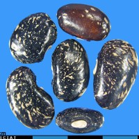 G24767U seed.jpg