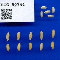IRGC 50744 Seed Photo