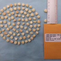 CIMMYTMA 14875 - Reference Inventory.jpg