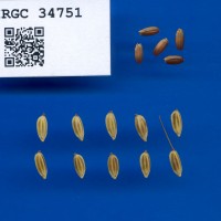 IRGC 34751 Seed Photo