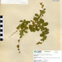 21226 herbarium