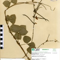17322 herbarium