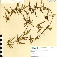 30 herbarium
