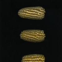 CIMMYTMA 26953 TLAX 410 TC24U-2903-293 E1.jpg