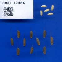IRGC 12486 Seed Photo