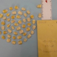 CIMMYTMA 5903 - Reference Inventory.jpg