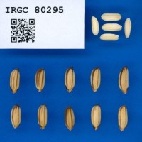 IRGC80295.jpg