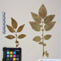 CIP 761392_OCH 12011_07.jpg