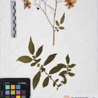 CIP 765690_RPSP 001_09.jpg