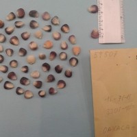 CIMMYTMA 5950 - Reference Inventory.jpg