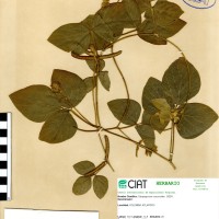 741 herbarium