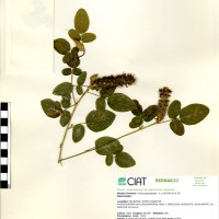 19783 herbarium