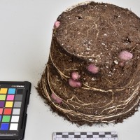 CIP765737_RPSP 053_Tb.JPG