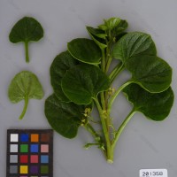 CIP 201358 Herbarium