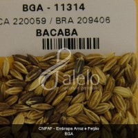 BRA00008649-6.JPG