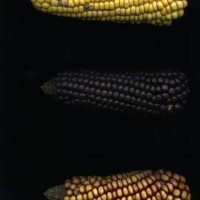 CIMMYTMA 12322 LIB. 93 TC22U-2903-29 E.jpg