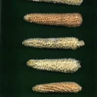 CIMMYTMA 32159 JUN. 501 TC19U-2902-111 C.jpg