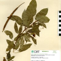 15440 herbarium