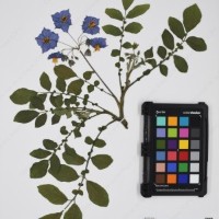 CIP 761843_OCH 13854_04.jpg