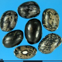 G19858A seed.jpg