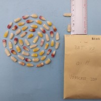 CIMMYTMA 8104 - Reference inventory.jpg