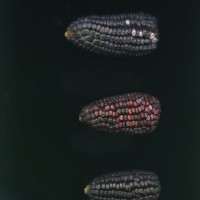 CIMMYTMA 2277 PUEB 98 PV22A-1903-128 E1866 _compress.jpg