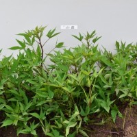 CIP 420414 (plant).jpg