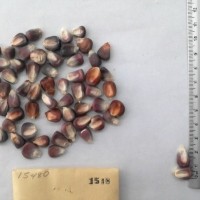 CIMMYTMA 1548 - Reference Inventory.jpg