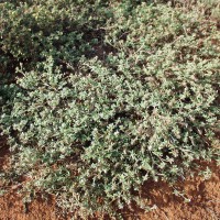 Stylosanthes fruticosa 558 plant.JPG