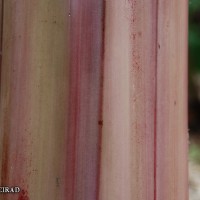 6.2.5 - Main underlying colour of the pseudostem (2018)