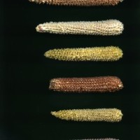 CIMMYTMA 7582 PUEB 382 BA21U-2903-215 C_compress.jpg