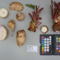 CIP 204012 (root).JPG